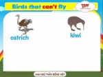 Birds that can't fly